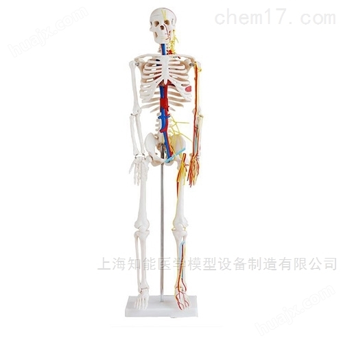 医博人体骨骼模型生产
