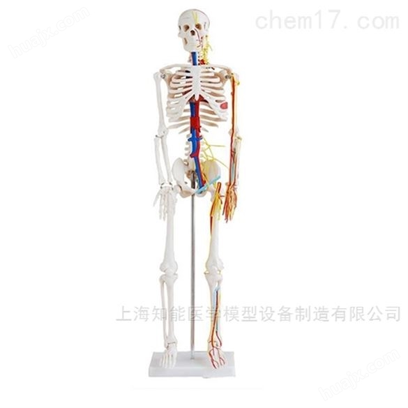 医博人体骨骼模型价格