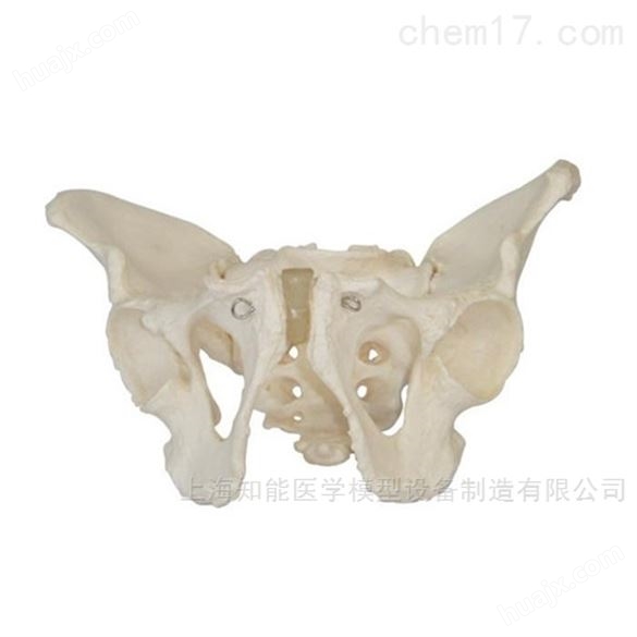 供应骨盆解剖结构示教模型哪家好