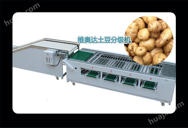土豆分级机
